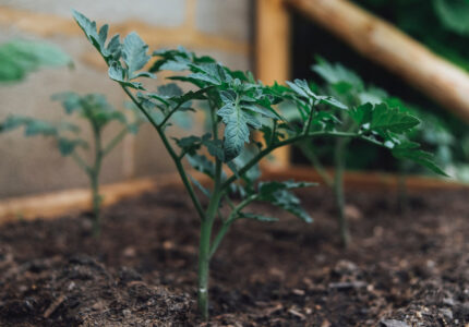 Garden Crop Rotation Simplified Image